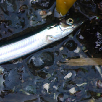 Forage Fish Spawning Surveys