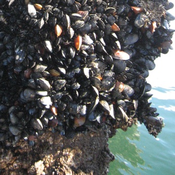 Mussel Watch