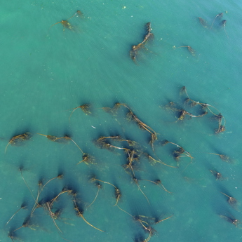 Marine Vegetation Monitoring