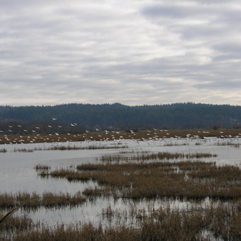 Port Susan Marine Stewardship Area
